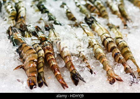 Traditional street food ready for prepare. Big tiger shrimps on ice. Stock Photo