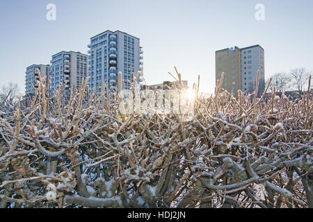 Four high rise buildings and low winter sun, snow covered cut bushes outside on a sunny winter day in January Vallingby, Sweden Stock Photo