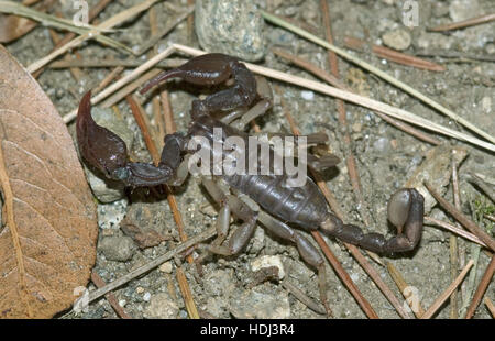 European yellow-tailed scorpion, Euscorpius flavicaudus, in defensive position on the ground in Switzerland Stock Photo
