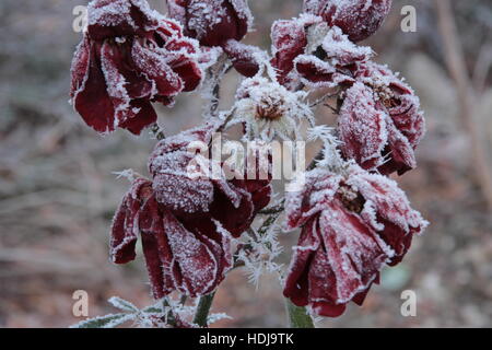 frosty day with iced leafs Stock Photo