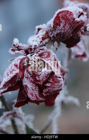 frosty day with iced leafs Stock Photo