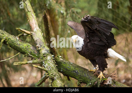 A Bald Eagle with wings open looking straight into the camera Stock Photo