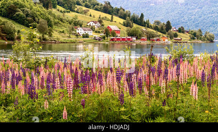 Lupins Flowering In Olden Fjord Norway Stock Photo