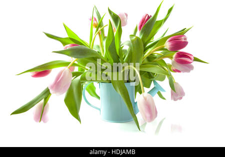 Pink tulips in blue watering can isolated over white Stock Photo