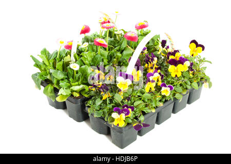 Flowers in plastic box isolated over white Stock Photo