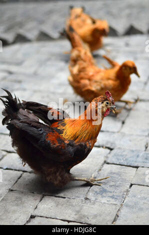 The Three Stooges Stock Photo