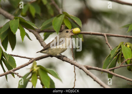 The pale-billed flowerpecker or Tickell's flowerpecker (Dicaeum erythrorhynchos) is a tiny bird that feeds on nectar and berries Stock Photo