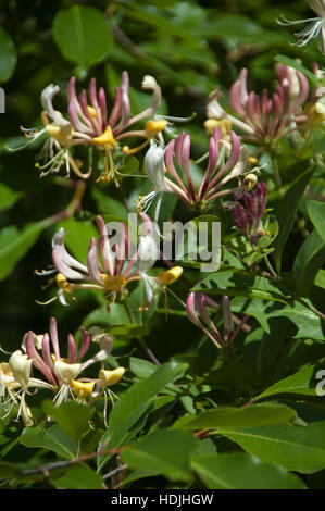 The flowers of honeysuckle produce a sweet, edible nectar, and most flowers are borne in clusters of two. Many species of Lonicera are eaten by the la Stock Photo