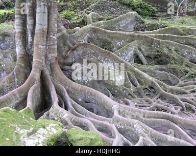 roots from tropical tree in rain forist Stock Photo