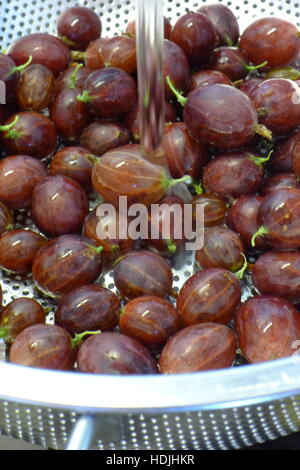 fresh picked gooseberry being cleaned with water in a in collander Stock Photo
