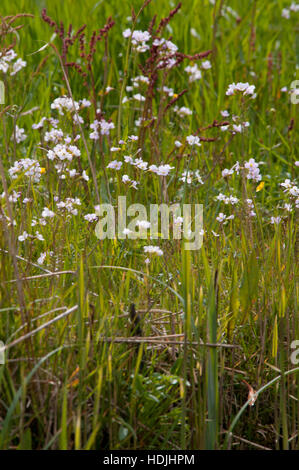 Ladys smock Cardamine pratensis, pink flowers growing in the wild. Stock Photo