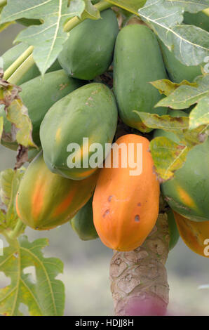 tpapaya fruit on tree Stock Photo