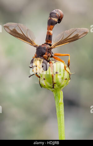 The Conopidae, usually known as the thick-headed flies, they are most frequently found at flowers, feeding on nectar with its proboscis, which is ofte Stock Photo