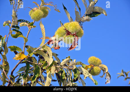 green chestnuts pods on tree with bright blue sky background Stock Photo