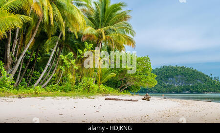 Wild coconat Palms on Friwen Island, Wall in Background, West Papuan, Raja Ampat, Indonesia Stock Photo