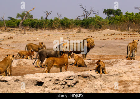 Lions, our regal predator of the African savanna. Stock Photo