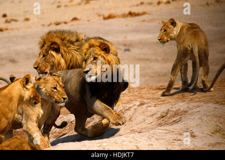 Pride of lions being chased out of a waterhole by a big angry elephant who does not want to share his space !! Stock Photo