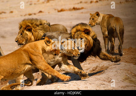 Pride of lions being chased out of a waterhole by a big angry elephant who does not want to share his space !! Stock Photo