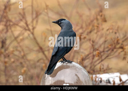 A Western/Eurasian/European Jackdaw (Corvus monedula) or simply a Jackdaw on top of the globe with a defocused background Stock Photo