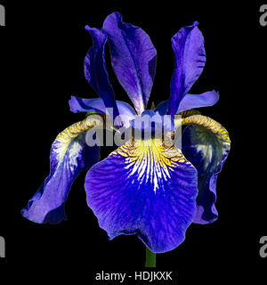 The coloful Siberian Iris a perennial plant with purple-blue flowers with a paler whitish or yellowish centre  black background Stock Photo