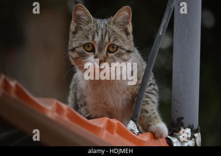 Stray cat in an Iranian village Stock Photo