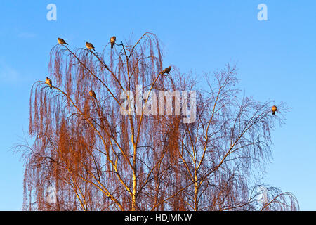 Wood pigeons resting in the top of a birch tree in the reddish morning sun on a clear and frosty winter morning with a blue sky. Stock Photo
