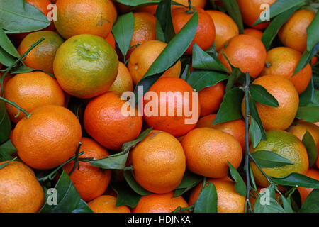 Fresh ripe mandarin oranges (clementine, tangerine) with green leaves on retail market display, close up, high angle view Stock Photo