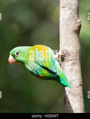 Orange-chinned Parakeet (Brotogeris jugularis) perched on tree trunk