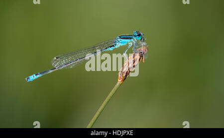 A Scarce Blue-tailed Damselfly at Latchmore Brook in the New Forest. Stock Photo