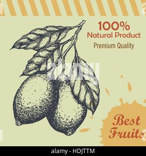 Vector hand drawn template with lemon plant with leaves, fruits of lemon. Stock Vector