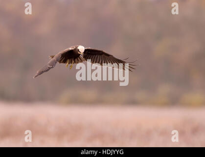 A female Marsh Harrier (Circus aeruginosus) hovering over prey on a Suffolk reedbed Stock Photo