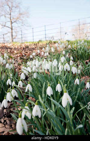 GALANTHUS NIVALIS AT BATSFORD ARBORETUM Stock Photo