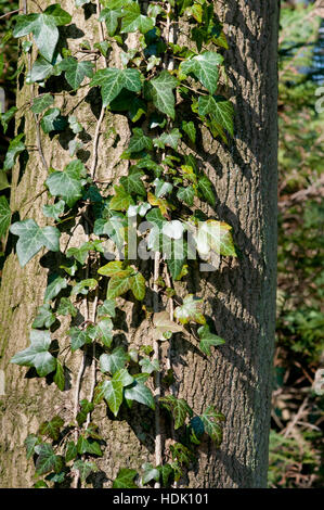 HEDERA HELIX CLIMBING TREE TRUNK Stock Photo