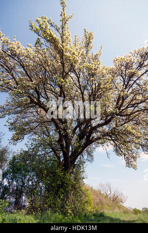 PYRUS COMMUNIS CUBBINGTON PEAR IN BLOSSOM Stock Photo