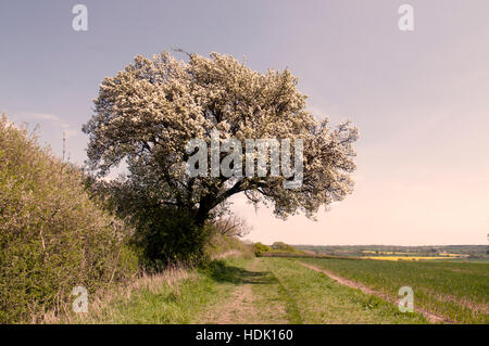 PYRUS COMMUNIS CUBBINGTON PEAR IN BLOSSOM Stock Photo