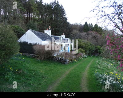 Cocklhaen Stock Photo