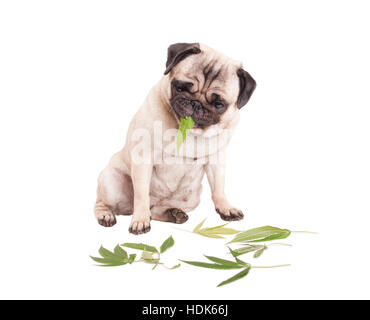 cute pug puppy dog sitting down and eating weed leafs, Cannabis sativa, isolated on white background Stock Photo