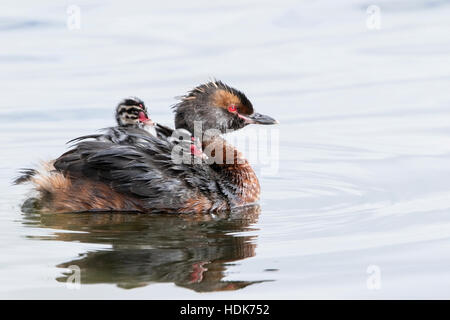 slavonian grebe or horned grebe (Podiceps auritus) adult swimming on water with chick on its back, Iceland Stock Photo