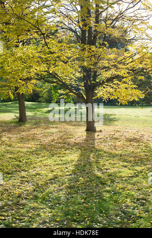 Gymnocladus dioicus. Kentucky coffeetree leaves on a garden lawn. UK Stock Photo