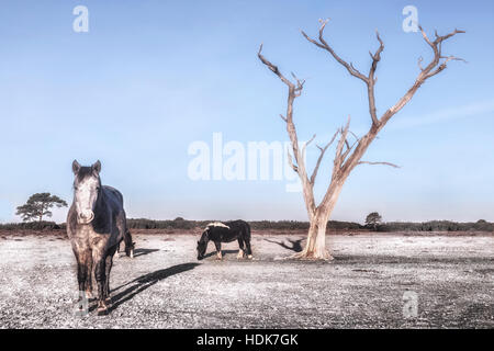 New Forest ponies under a tree in Hampshire, England, UK Stock Photo
