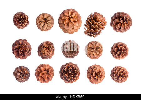 Nose view of variety of fifteen different natural brown pine or spruce cones isolated on white arranged in three neat rows pointing top Stock Photo