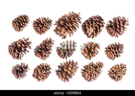 Selection of fifteen different natural brown pine or spruce cones isolated on white arranged in three neat rows pointing diagonally to the right Stock Photo