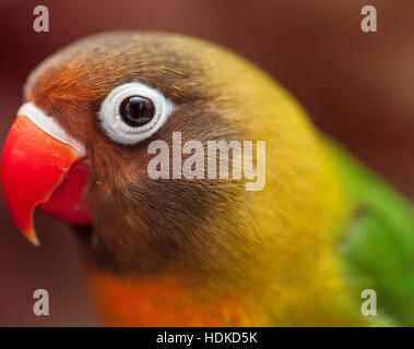 Lilian's lovebird, Agapornis lilianae, small African parrot, satisfied, smug face, sleek Stock Photo