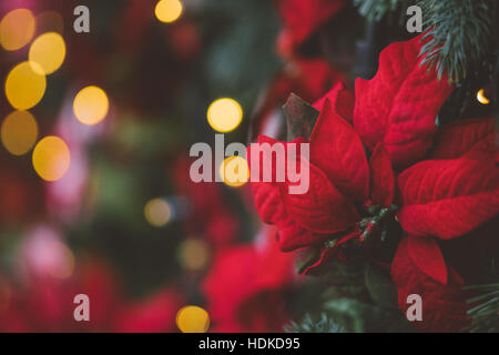 Festive decoration background with red artificial poinsettia flowers as Christmas symbol Stock Photo