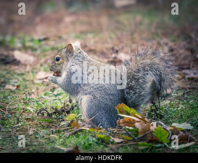 Grey squirrel in the woods Stock Photo