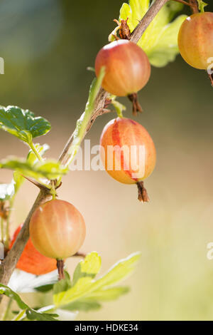 Gooseberries growing on bush in garden. Fresh and ripe summer berries ready for harvest. Stock Photo