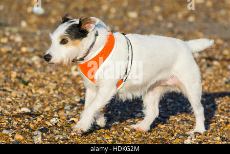 Jack Russell Terrier dog. White JRT dog. Stock Photo