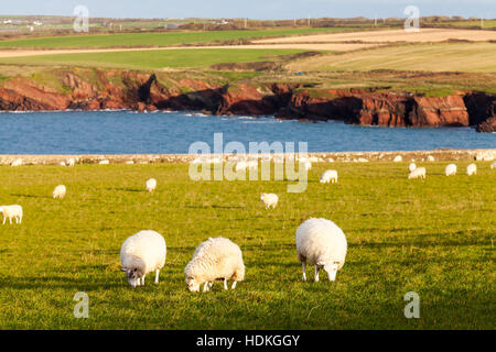 Sheep grazing on the Pembrokeshire coast. Stock Photo