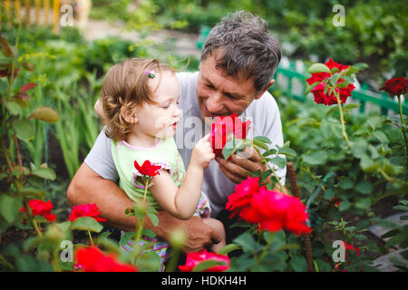 Little girl touching flower with grandfather in garden of roses Stock Photo