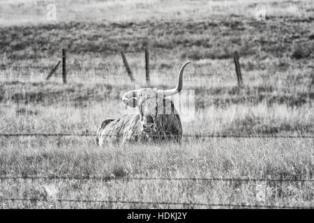 Black and white picture of Texas Longhorn with broken horn lying on a dry autumn pasture. Stock Photo